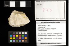 Foto (Objekt + Etiketten) von Pithonoton sp. 